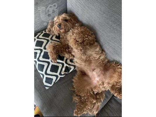 Labradoodle F1b